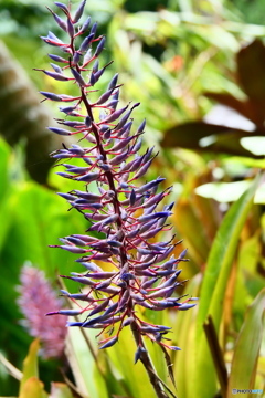 ケアンズ・ボタニック・ガーデンズ