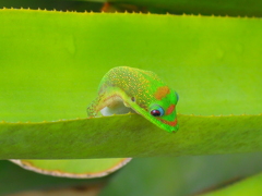 オアフ島ハレイワのゲッコー