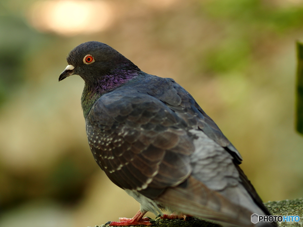 ED 75mm F1.8