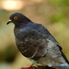 ED 75mm F1.8