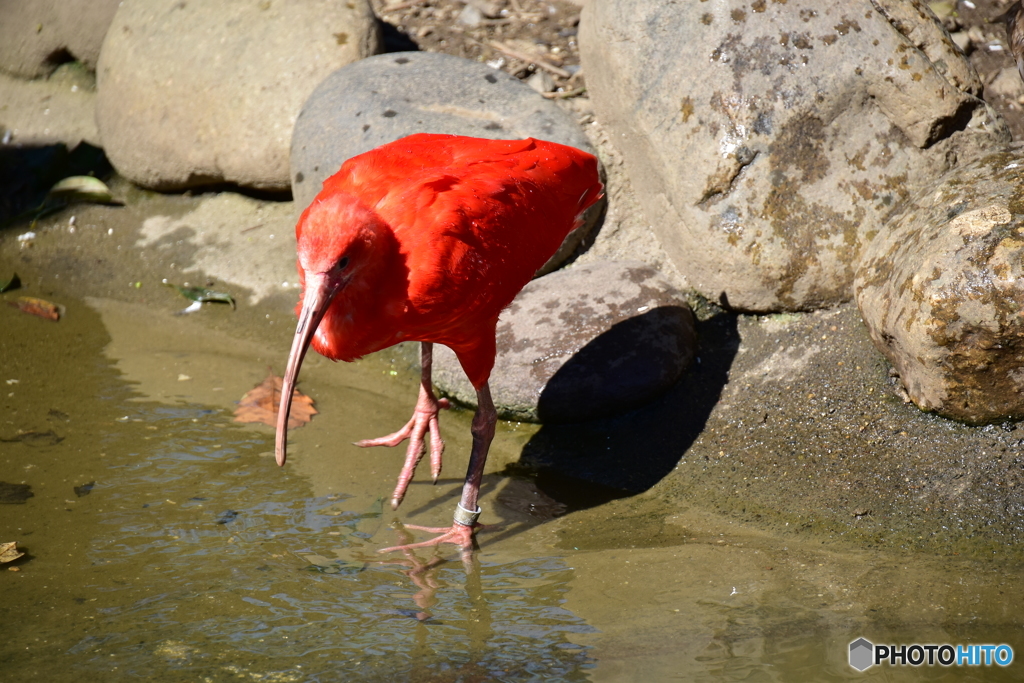 東武動物園
