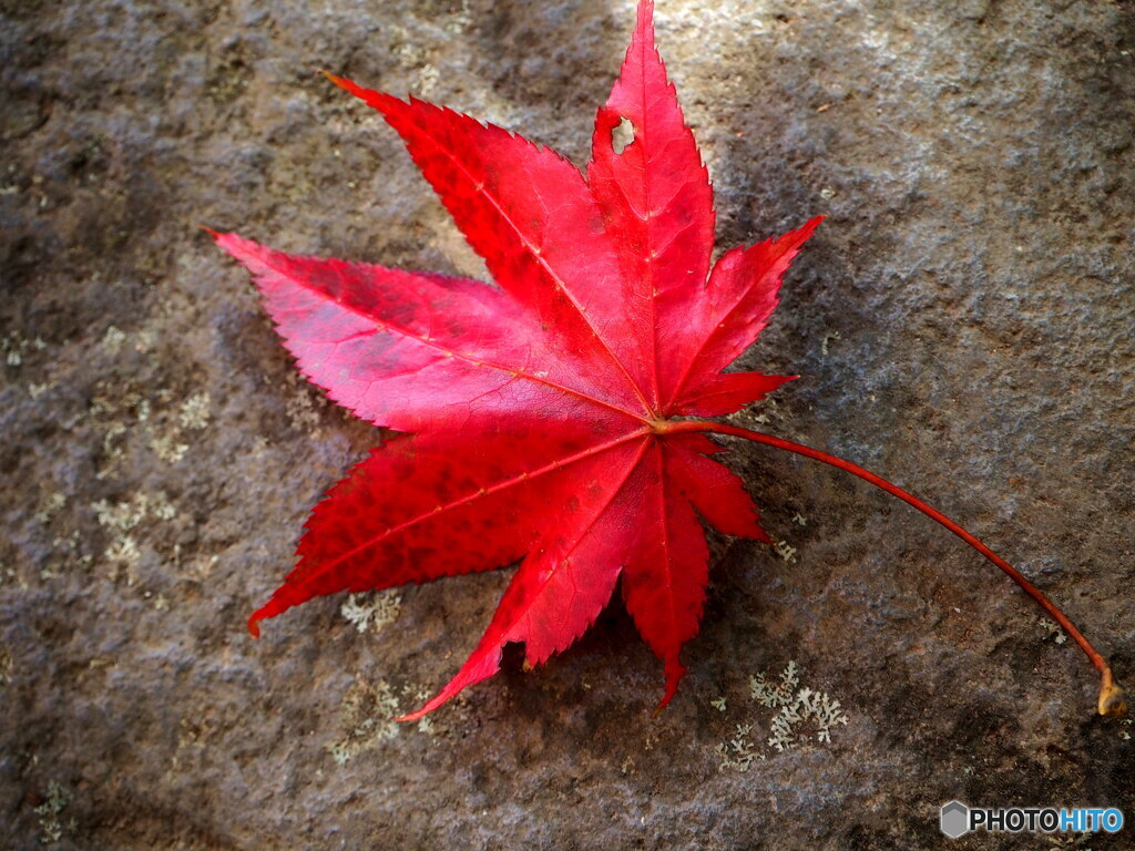 日本庭園の紅葉(昭和記念公園)