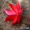 日本庭園の紅葉(昭和記念公園)