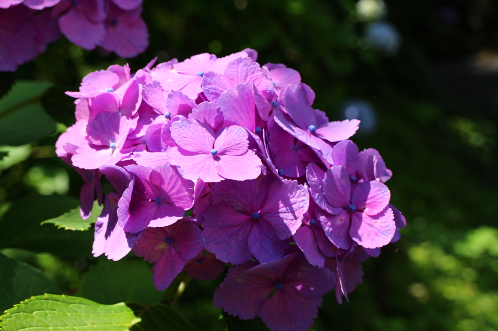 紫陽花(鎌倉にて)