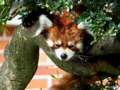 東武動物公園