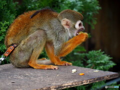 東武動物公園
