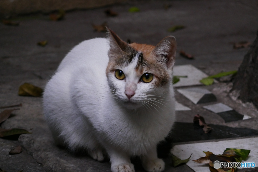 ハノイのネコ