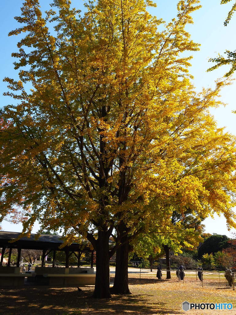 昭和記念公園