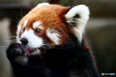 天王寺動物園