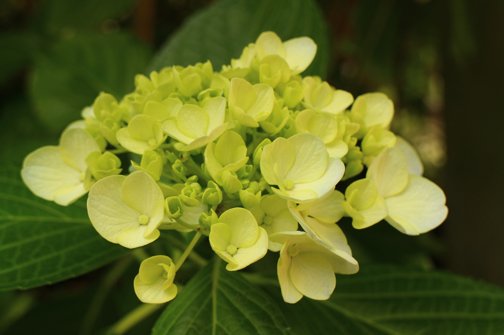 紫陽花(鎌倉にて)