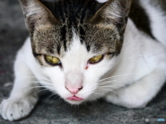 タイ・バンコクのネコ