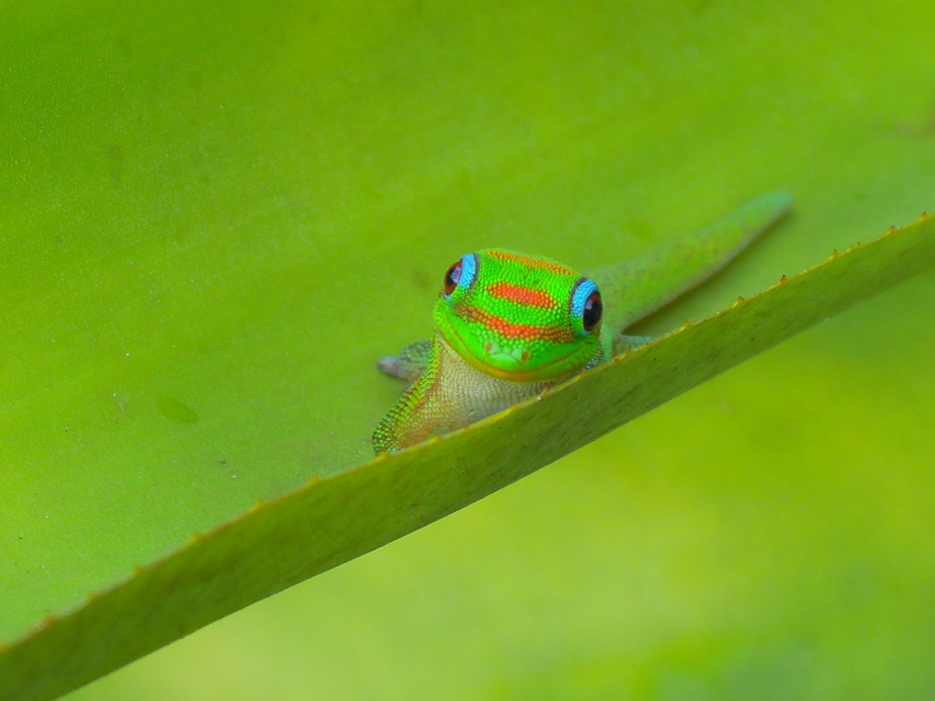 オアフ島ハレイワのゲッコー