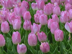 昭和記念公園にて