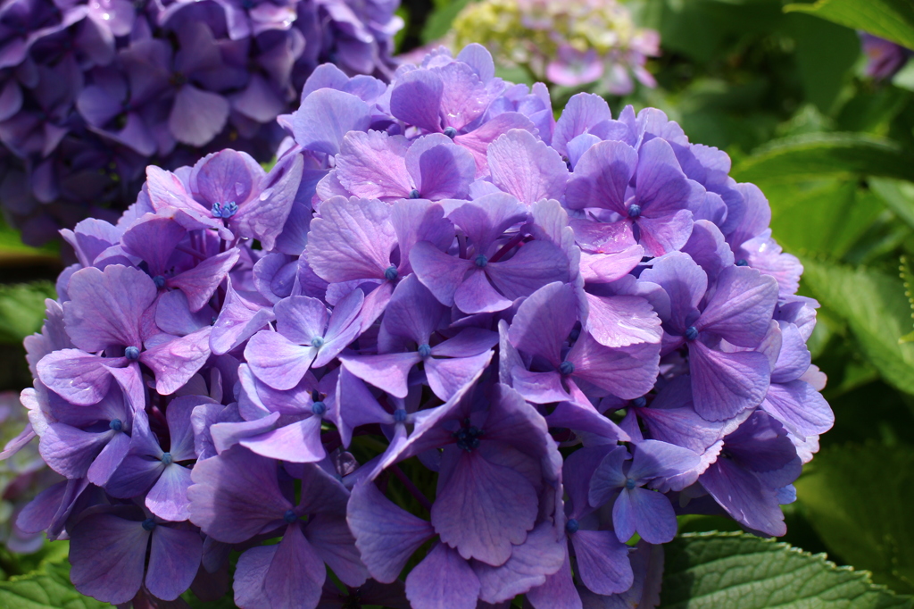 紫陽花(鎌倉にて)