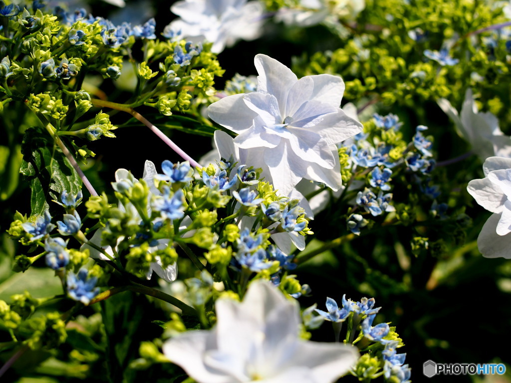 額紫陽花