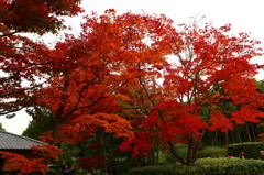 昭和記念公園の紅葉