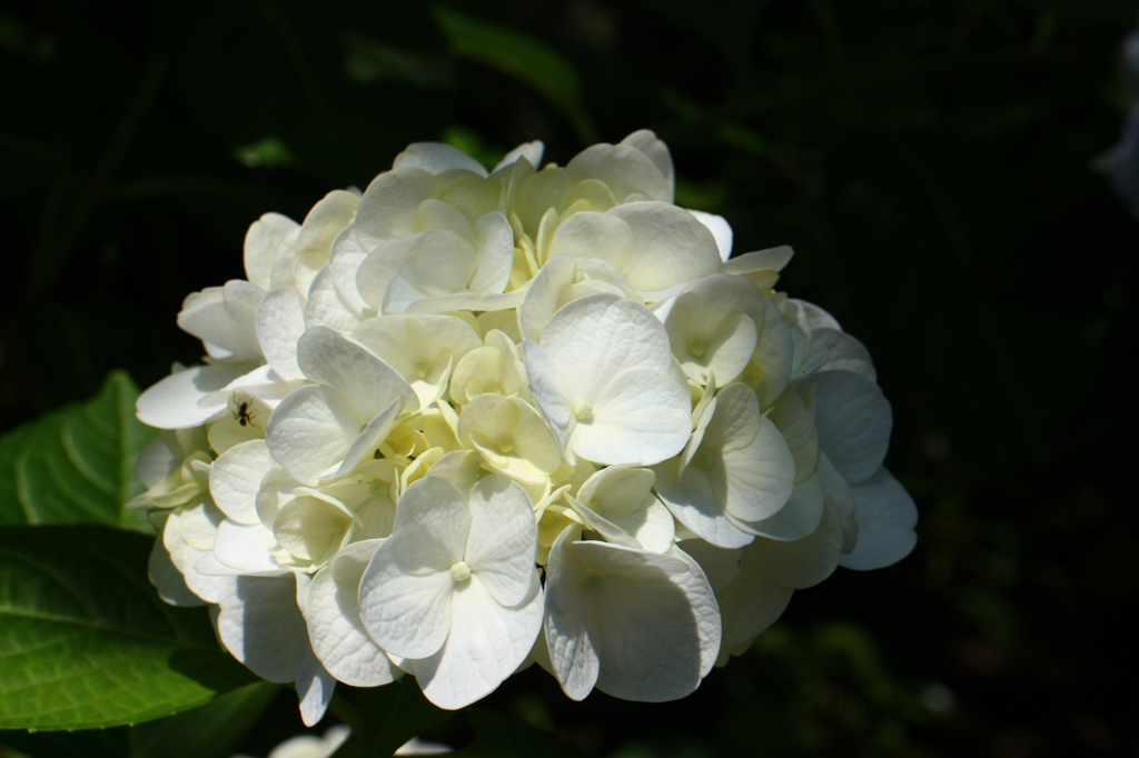紫陽花(鎌倉にて)