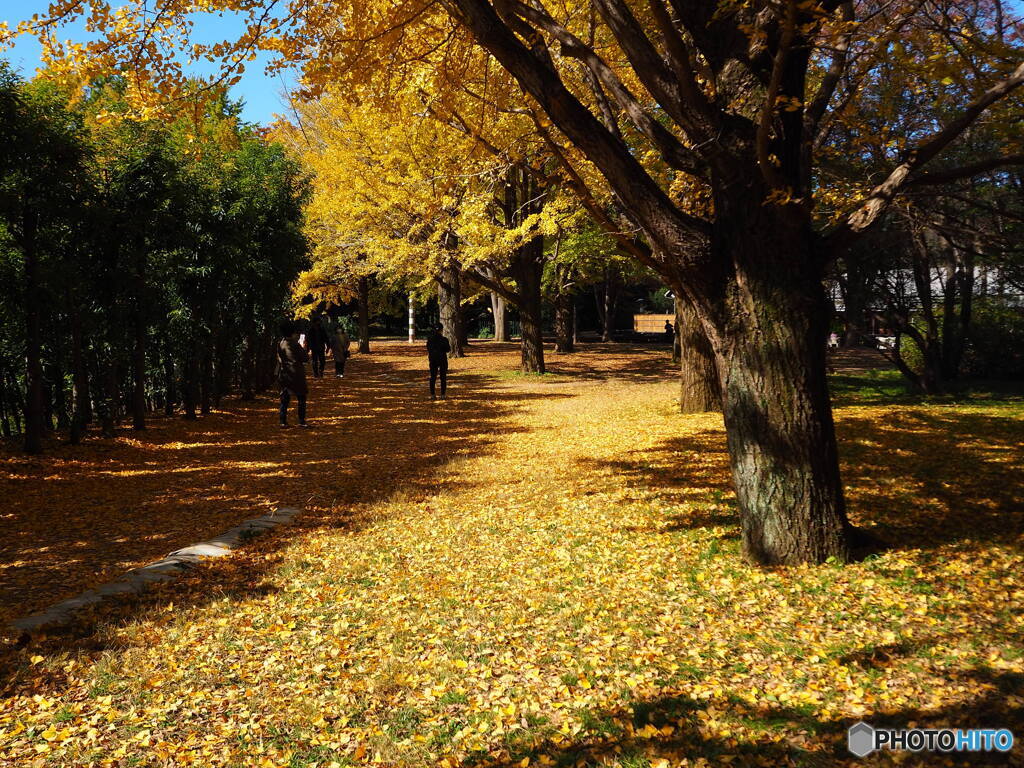 昭和記念公園