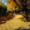 昭和記念公園
