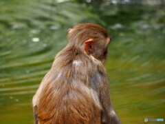 東武動物公園