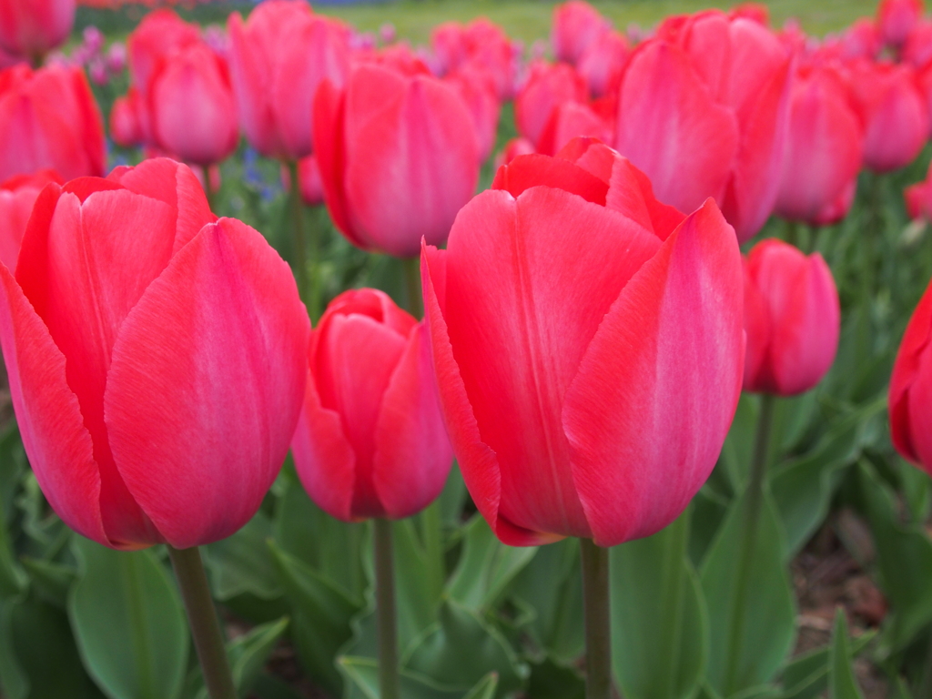 昭和記念公園にて