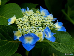 額紫陽花