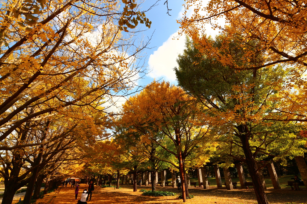 昭和記念公園のイチョウ