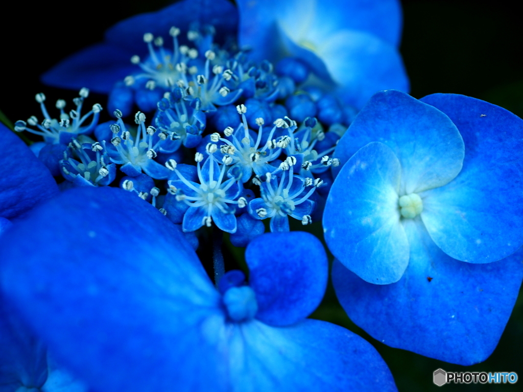 馬ケ背の紫陽花