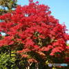 日本庭園の紅葉(昭和記念公園)