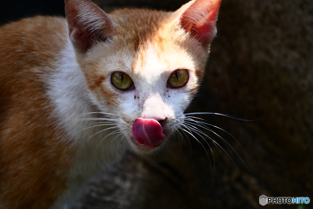 サイゴン動物園のネコ