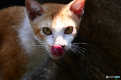 サイゴン動物園のネコ