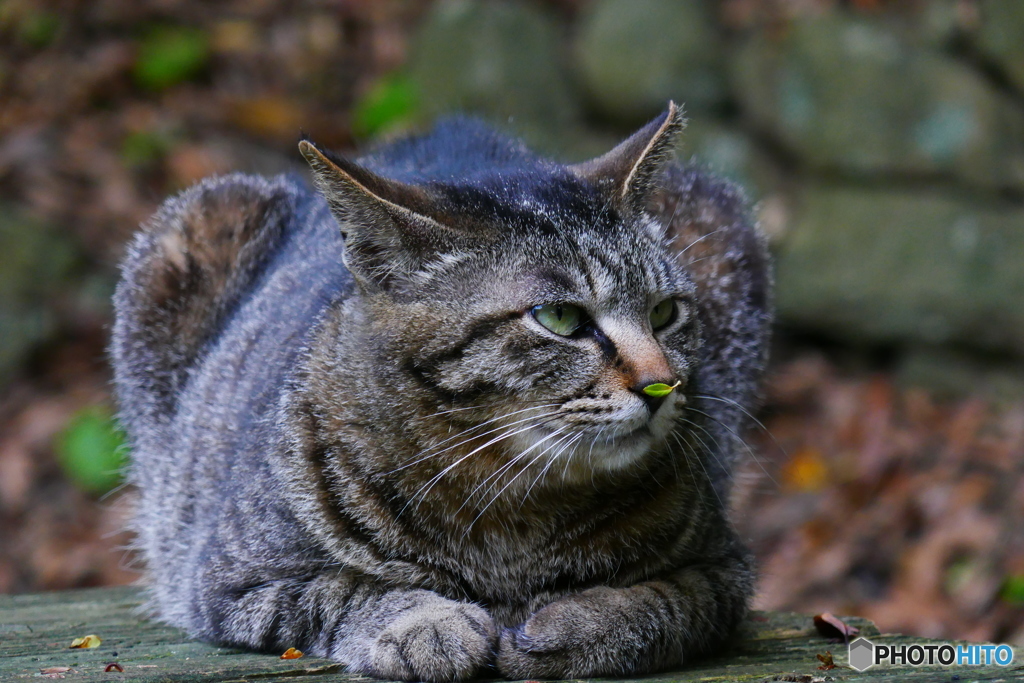 鼻の頭に葉っぱ