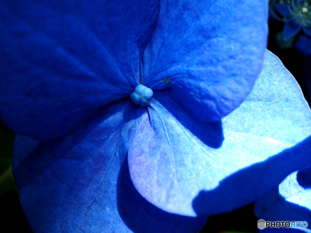 馬ケ背の紫陽花