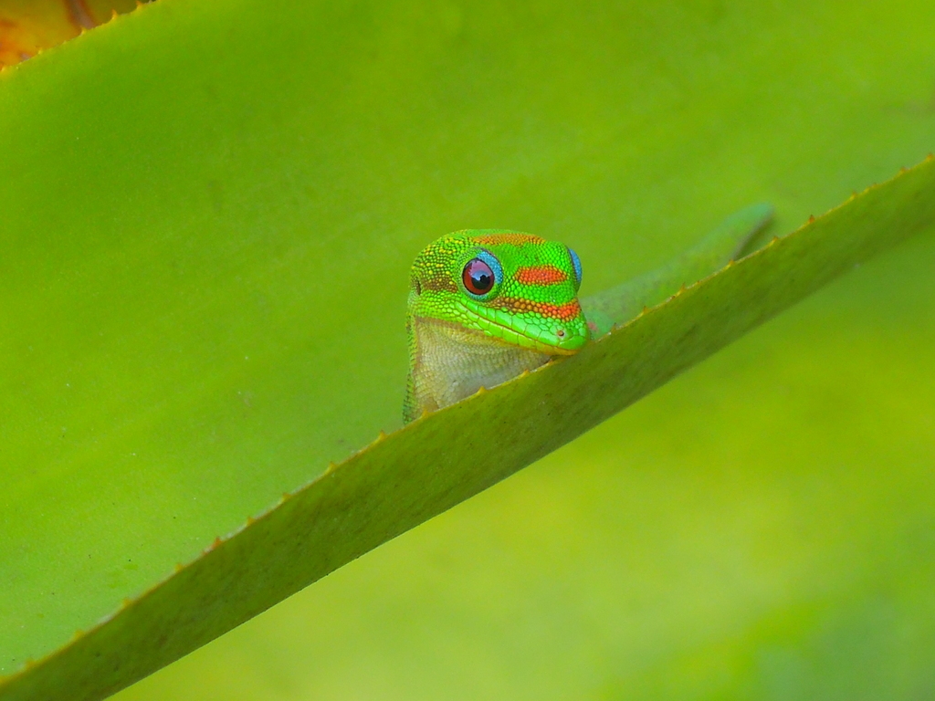 オアフ島ハレイワのゲッコー