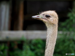 東武動物公園