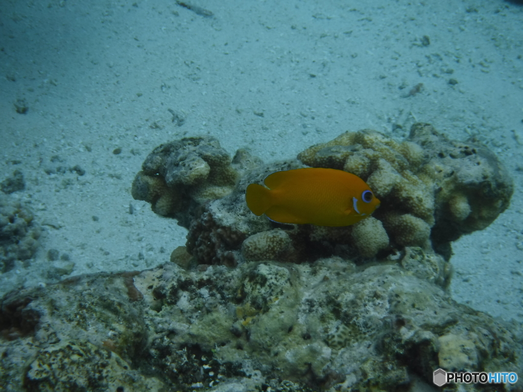 サイパン・マニャガハ島の魚