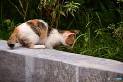 ペナン島・極楽寺のネコ