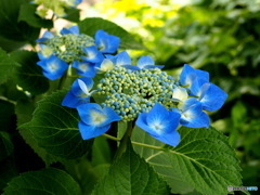 額紫陽花