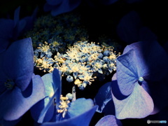 額紫陽花パート2
