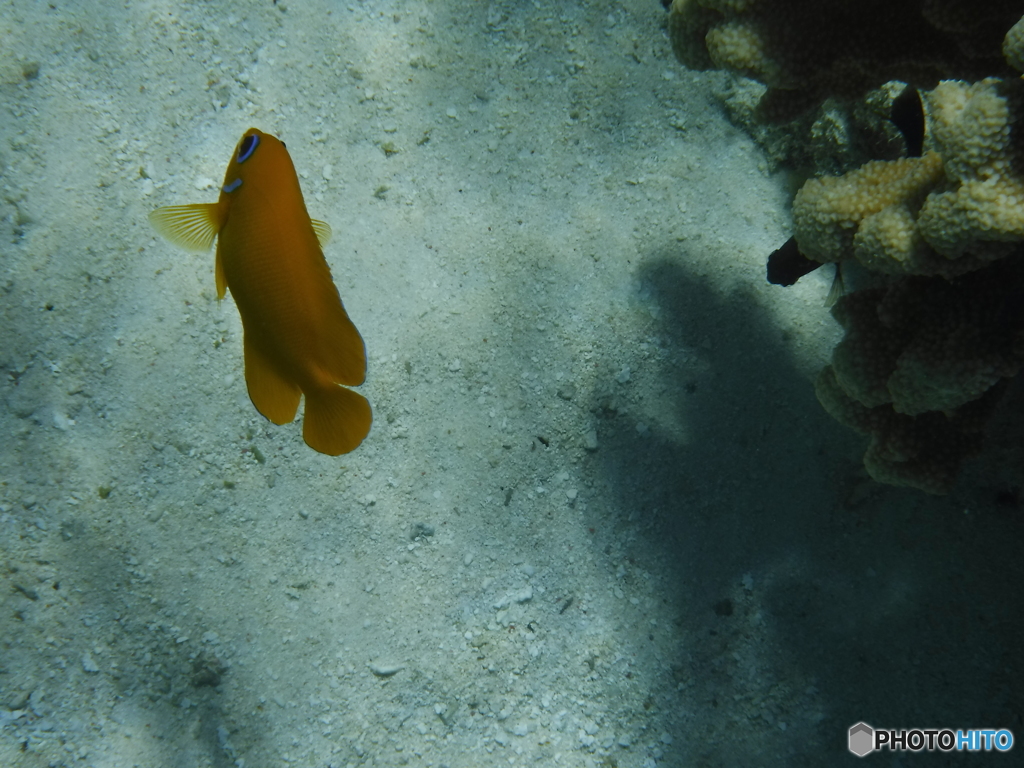 サイパン・マニャガハ島の魚