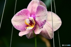 ケアンズ・ボタニック・ガーデンズ