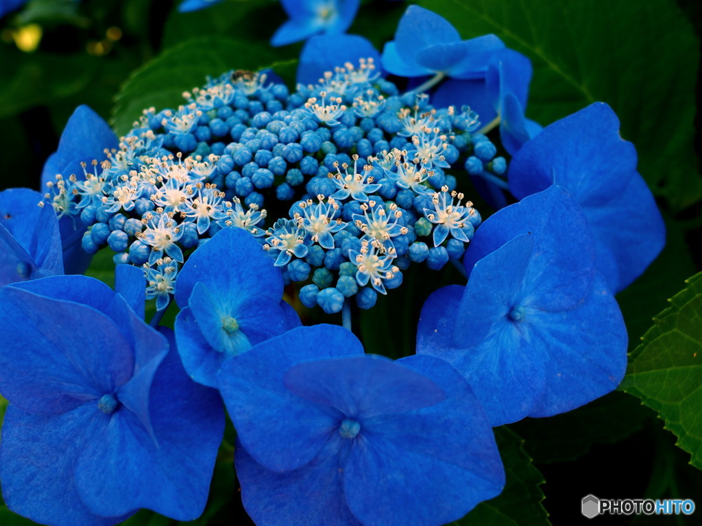 額紫陽花パート2