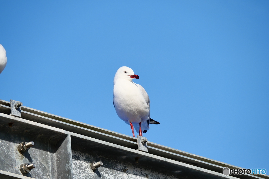 ケアンズの鳥たち