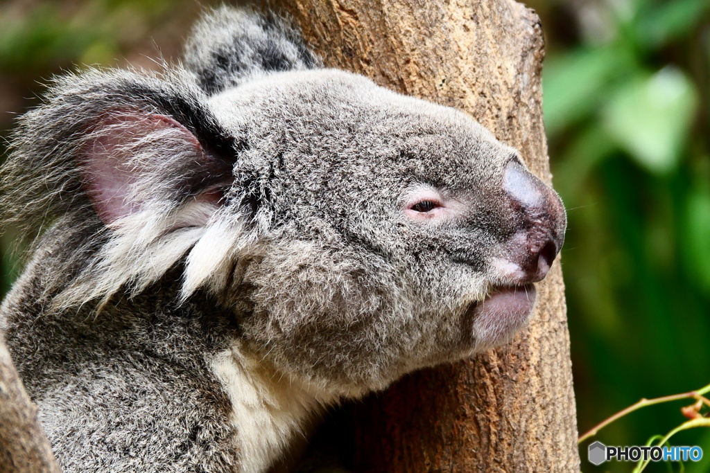  キュランダコアラガーデンズ