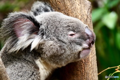  キュランダコアラガーデンズ