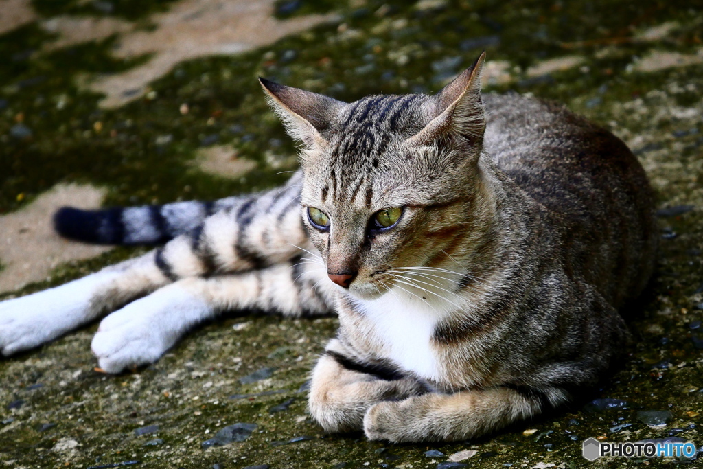 サイゴン動物園のネコ