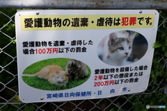 日向市・大御神社のネコ
