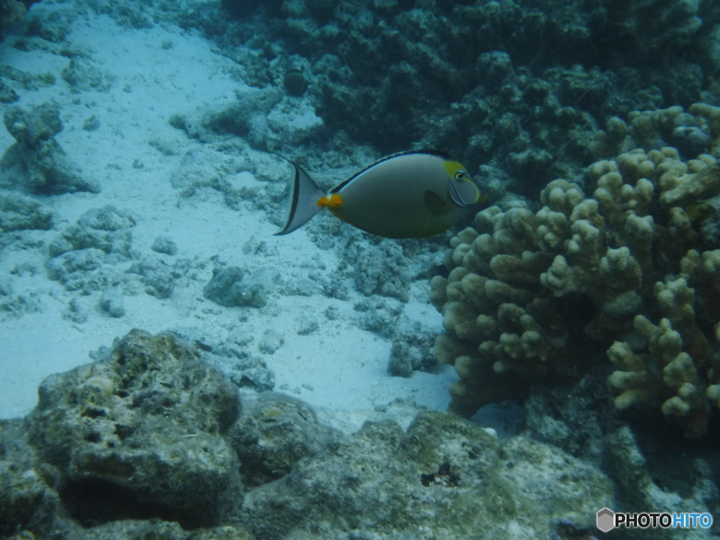 サイパン・マニャガハ島の魚