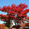 日本庭園の紅葉(昭和記念公園)