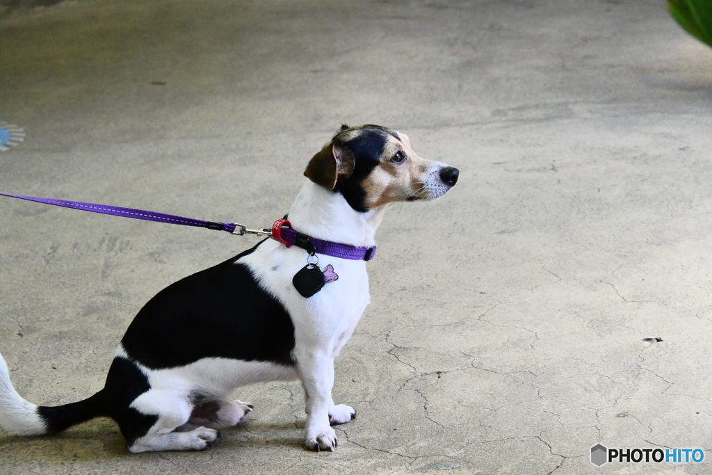 キュランダ駅にいた犬
